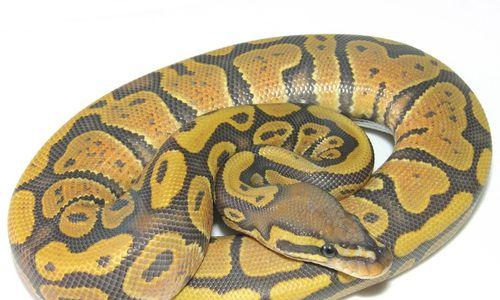 以球莽吃什么？饮食全攻略(图2)