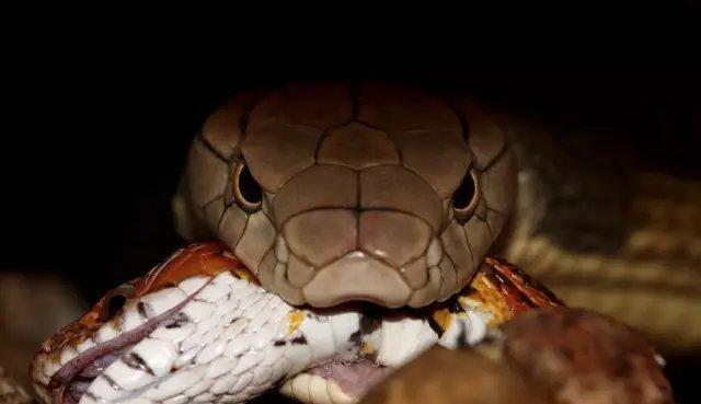 以球莽吃什么？饮食全攻略(图1)