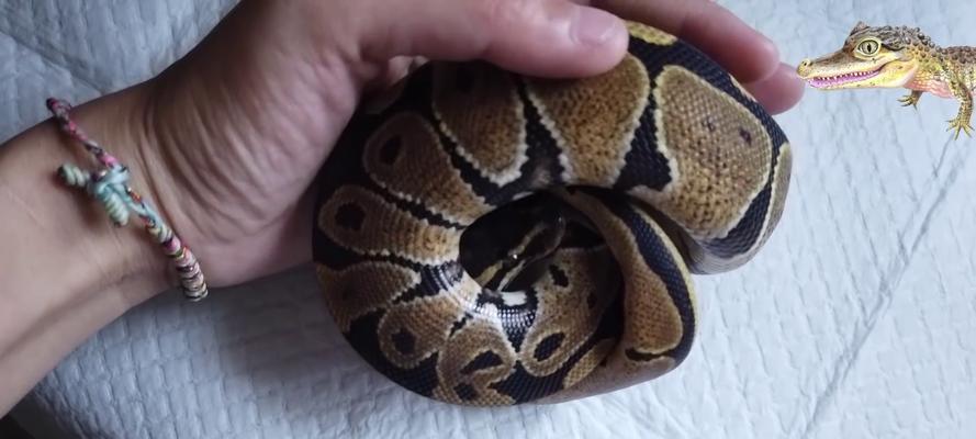 以球莽吃什么？饮食全攻略(图3)