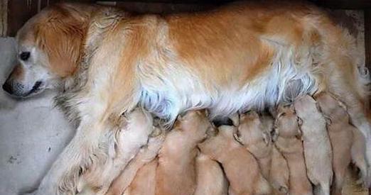 狗狗没断奶要喂什么？（了解狗狗断奶后的饮食需求，让它健康成长）(图1)