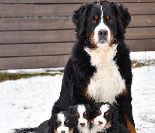 狗狗没断奶要喂什么？（了解狗狗断奶后的饮食需求，让它健康成长）(图4)