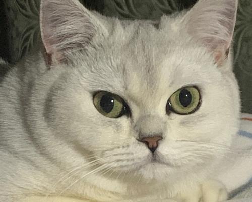 探索忧郁大胖猫的魅力世界（探索忧郁大胖猫的品种、特征与生活习性）(图4)