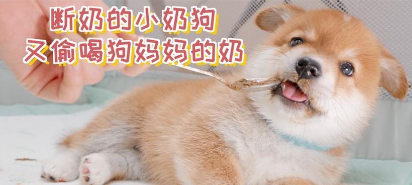 狗狗没断奶要喂什么？（了解狗狗断奶后的饮食需求，让它健康成长）(图2)
