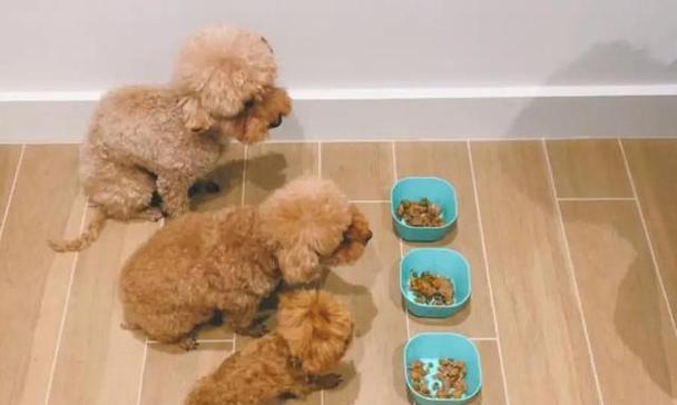 泰迪宠物吃什么都怎么办？（探讨泰迪宠物饮食问题，保障宠物健康）(图1)