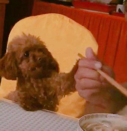 泰迪宠物吃什么都怎么办？（探讨泰迪宠物饮食问题，保障宠物健康）(图3)