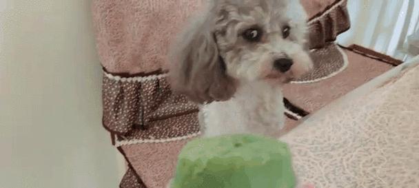 泰迪宠物吃什么都怎么办？（探讨泰迪宠物饮食问题，保障宠物健康）(图2)