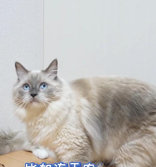 猫的最健康食物选择（探讨猫咪的饮食需求及最佳选择）(图1)