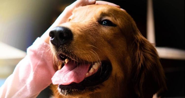 边牧与金毛的混血犬（深入探索边牧与金毛混血犬的特征和魅力）(图1)