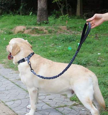 边牧与金毛的混血犬（深入探索边牧与金毛混血犬的特征和魅力）(图2)