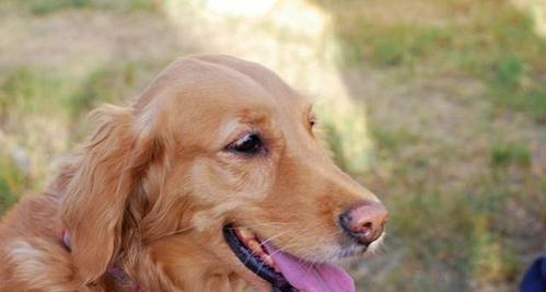 金毛犬为什么喜欢舔自己？（探究金毛犬舔自己的原因及其影响）(图3)