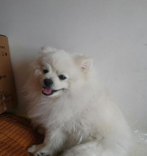 狗狗毛发突然变白？原因解析！（探寻狗狗毛发变白的奥秘及相关调理方法）