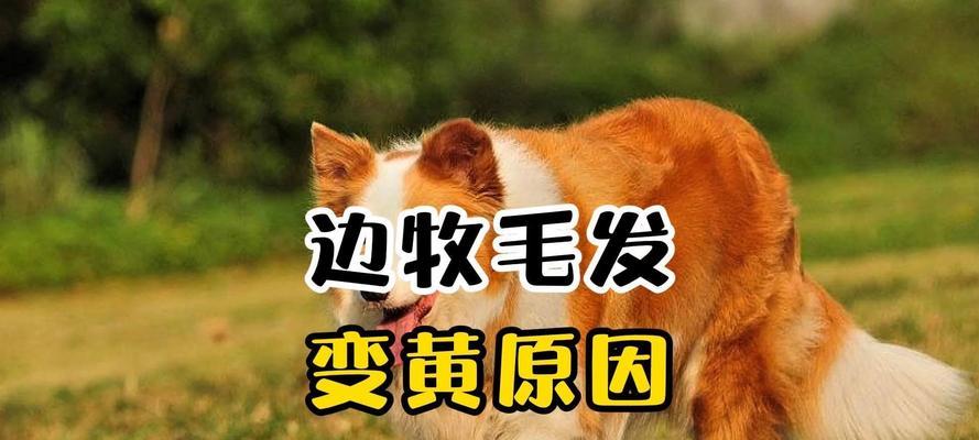 狗狗毛发突然变白？原因解析！（探寻狗狗毛发变白的奥秘及相关调理方法）(图3)
