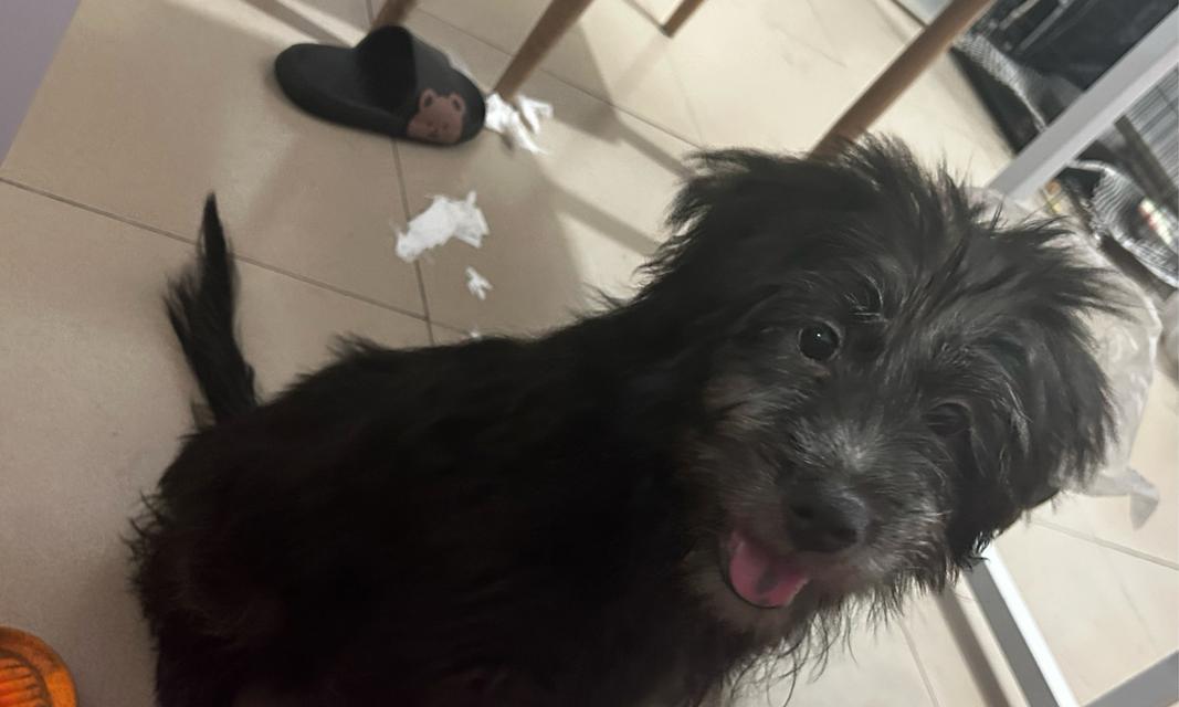 狗狗毛发突然变白？原因解析！（探寻狗狗毛发变白的奥秘及相关调理方法）(图2)