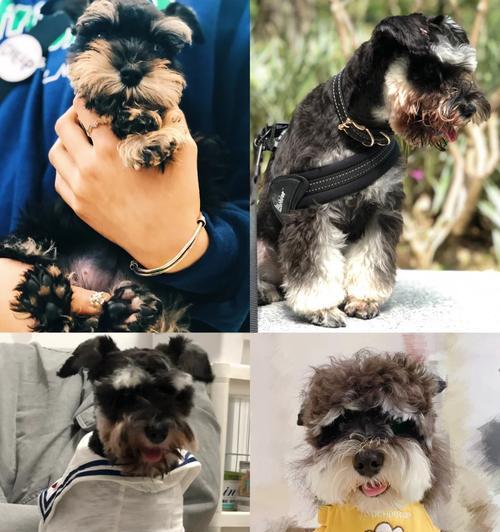 探索雪纳瑞胡子黄之谜（揭开雪纳瑞胡子黄的养护秘籍）(图3)