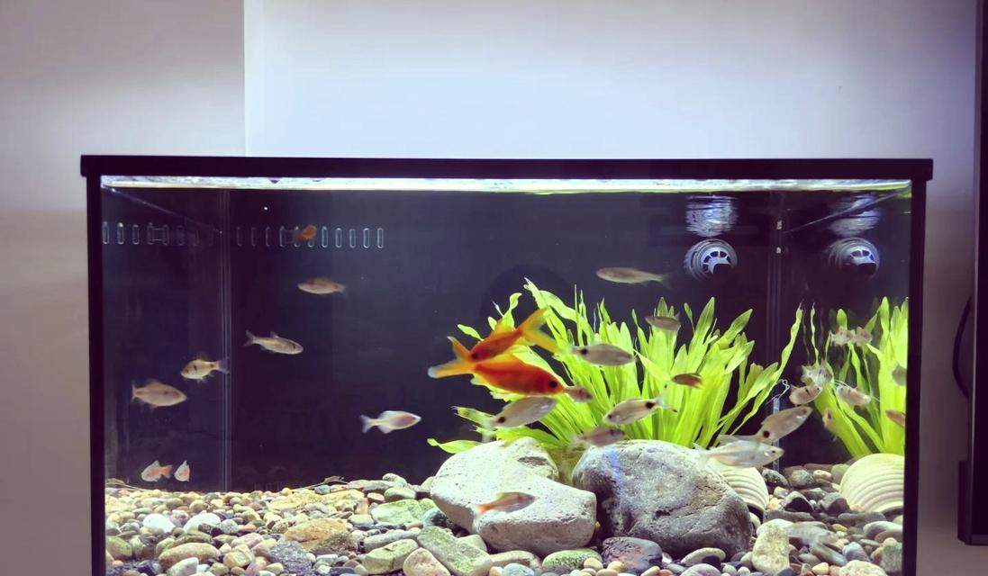 1米五鱼缸的鱼类养殖之道（选择适合1米五鱼缸的鱼类，打造迷人水族乐园）(图1)