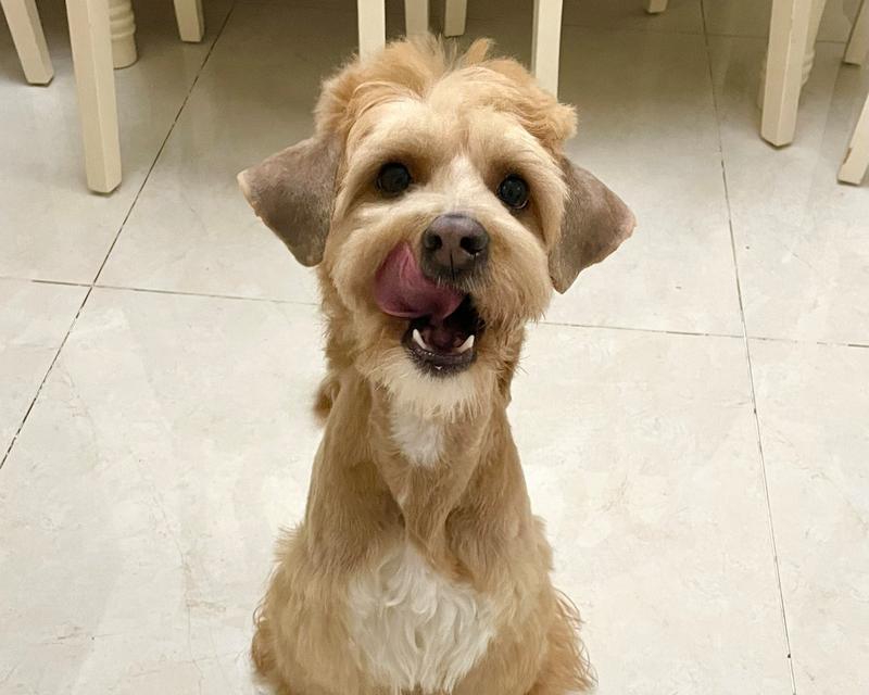 探索雪纳瑞胡子黄之谜（揭开雪纳瑞胡子黄的养护秘籍）(图1)