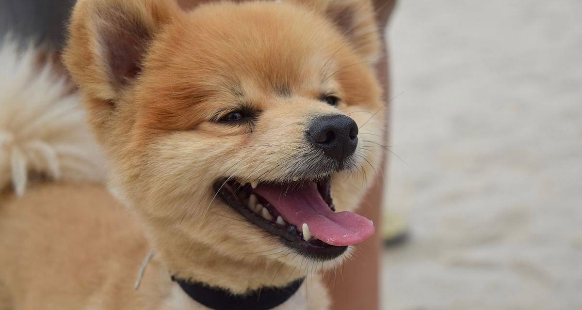 狗的散热机制与方法（探索狗如何通过哪些途径来进行散热）(图3)