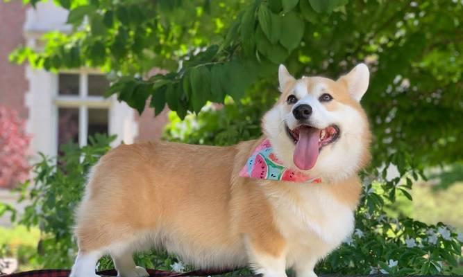 狗的散热机制与方法（探索狗如何通过哪些途径来进行散热）(图2)