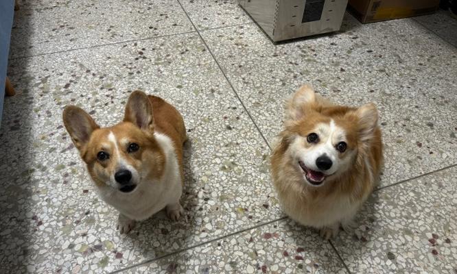 边牧与金毛的混血犬（深入探索边牧与金毛混血犬的特征和魅力）(图3)