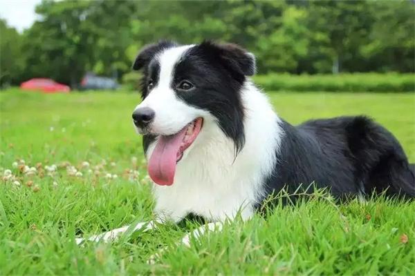 狗狗身上的黑斑越来越多是怎么回事？(图1)