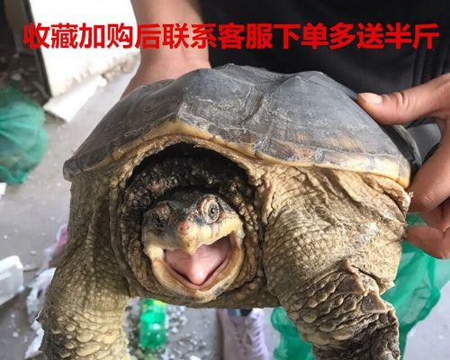 小鳄鱼龟不吃东西？怎么办？（饲养小鳄鱼龟需要注意的关键问题及解决方法）(图2)