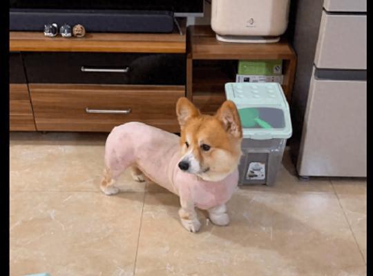 柯基毛什么时候变厚？（探究柯基毛量增加的原因及适当护理方法）(图2)