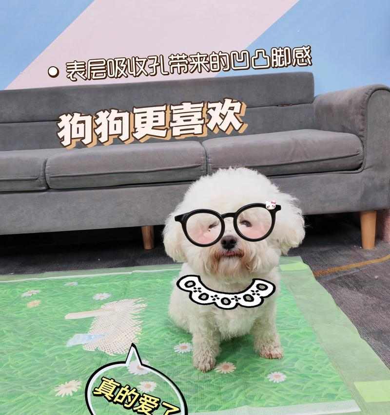 接小狗回家的准备与注意事项(为宠物狗的到来做好充分准备)(图1) 接小狗回家的准备与注意事项(为宠物狗的到来做好充分准备)(图1)