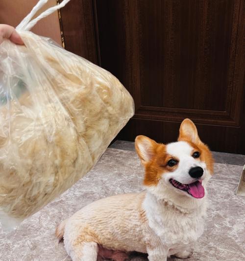 柯基毛什么时候变厚？（探究柯基毛量增加的原因及适当护理方法）(图3)