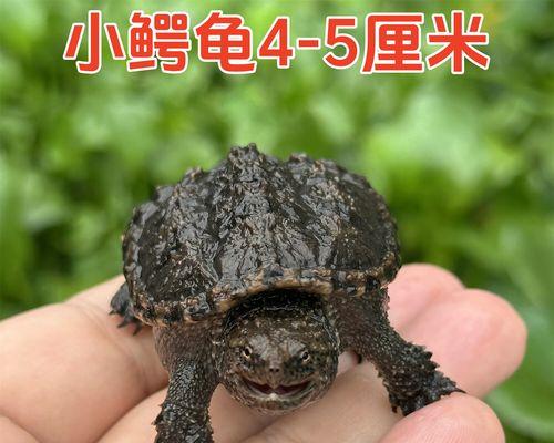 小鳄鱼龟不吃东西？怎么办？（饲养小鳄鱼龟需要注意的关键问题及解决方法）(图3)