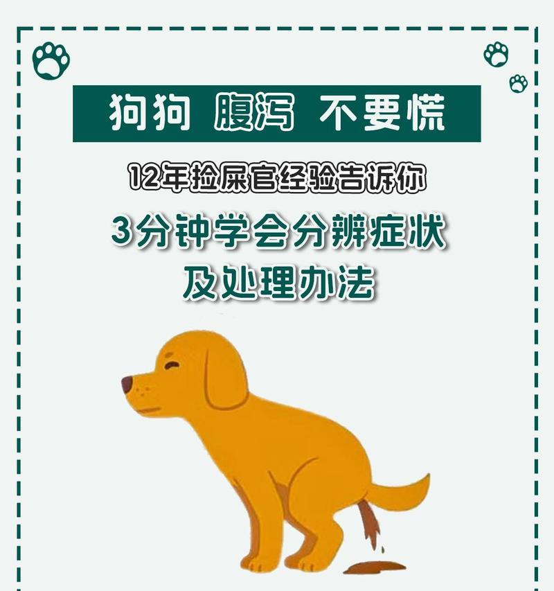 养金毛犬需注意的要点（如何正确照顾你的金