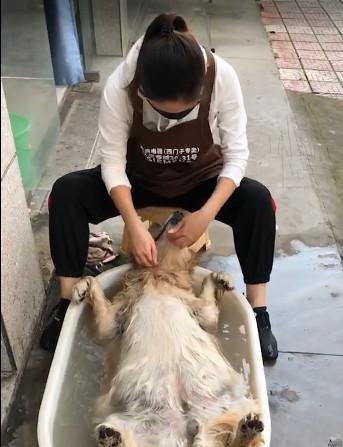养金毛犬需注意的要点（如何正确照顾你的金毛宝贝）(图2)