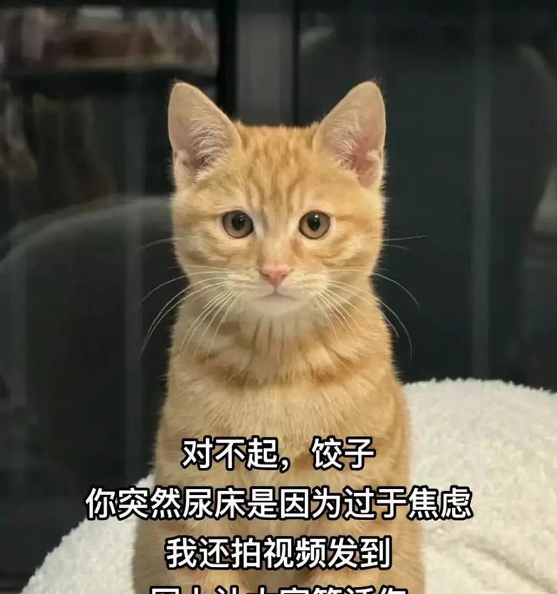 猫为什么突然尿在床上？（探究猫突然改变尿尿习惯的原因和解决办法）(图3)