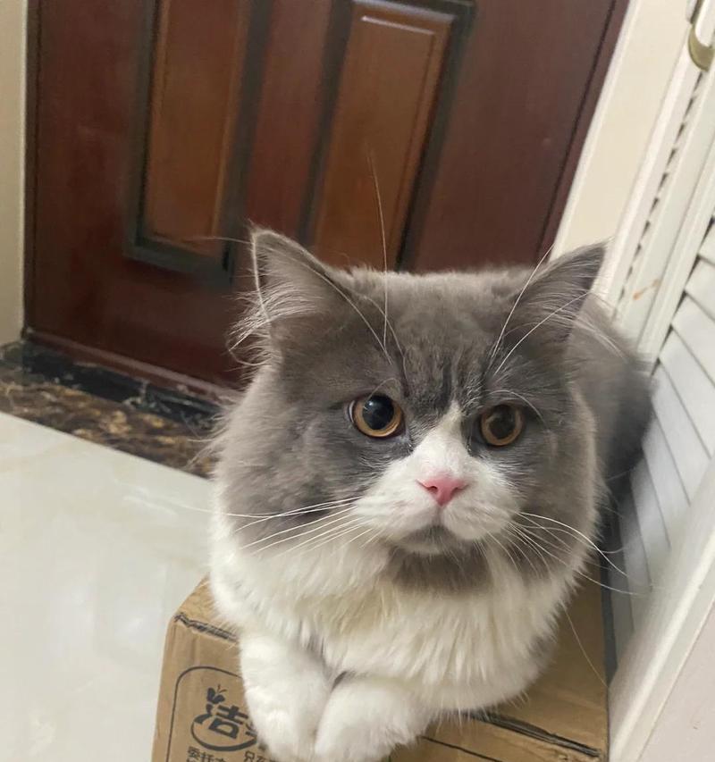 猫为什么突然尿在床上？（探究猫突然改变尿尿习惯的原因和解决办法）(图2)