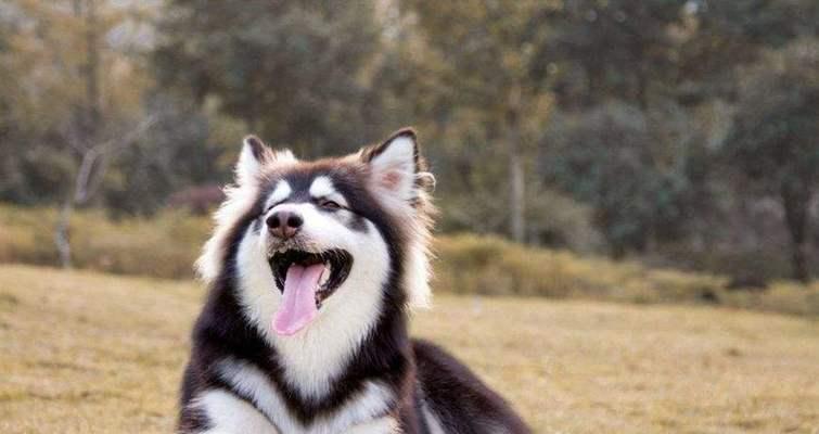 适合家里小空间的狗的选择（小空间养狗的最佳选择及养狗技巧）(图3)