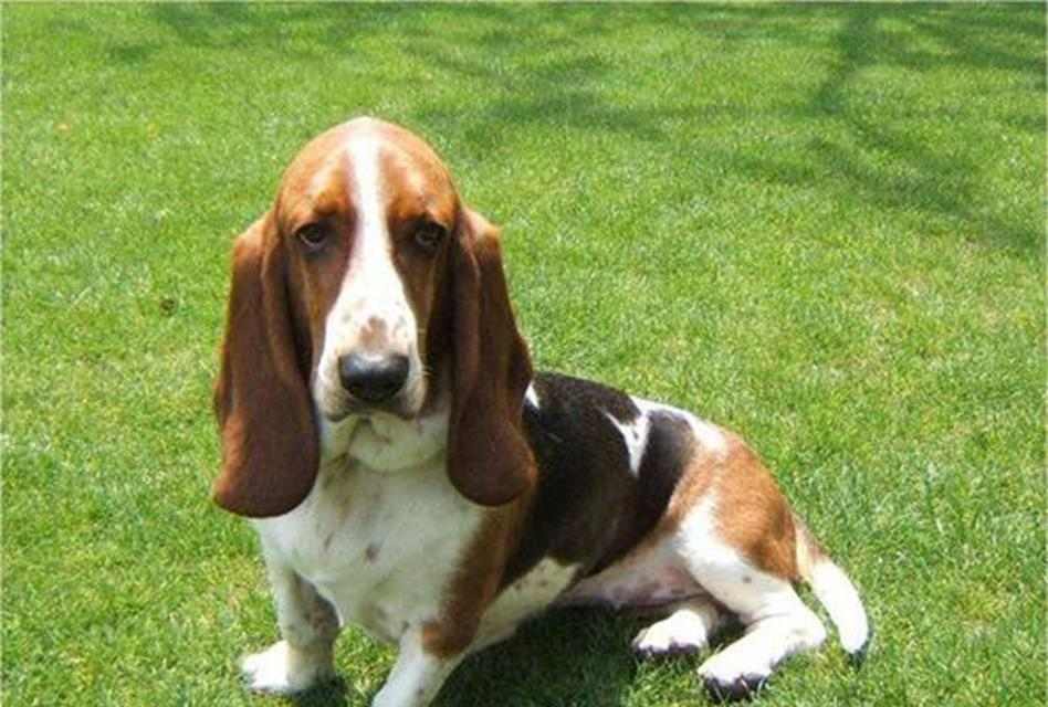 适合家里小空间的狗的选择（小空间养狗的最佳选择及养狗技巧）(图2)