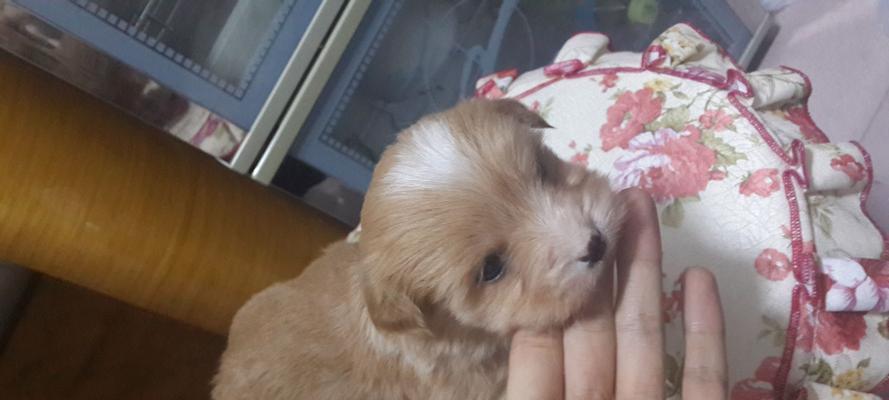 探寻短白毛大耳朵狗的独特魅力（解密这一神秘品种的来源和特征）(图2)