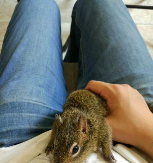 选择安静的动物,让寝室生活更加舒适(以寝室什么动物好养安静为主题的建议和推荐)(图1) 选择安静的动物,让寝室生活更加舒适(以寝室什么动物好养安静为主题的建议和推荐)(图1)