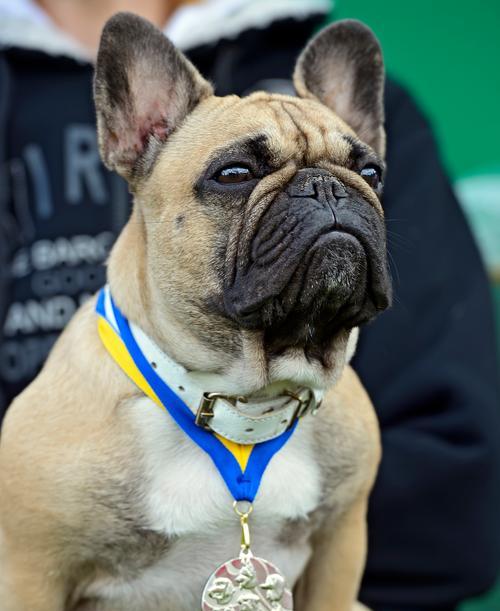 探寻短白毛大耳朵狗的独特魅力（解密这一神秘品种的来源和特征）(图3)