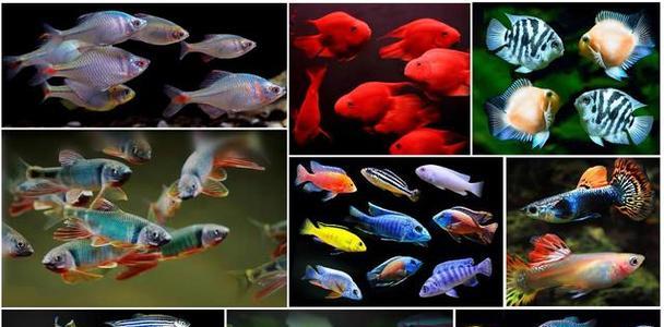 以喂养小鱼为主题的养鱼技巧剖析(小鱼养护的秘诀与方法,助您打造绚丽鱼缸)(图3) 以喂养小鱼为主题的养鱼技巧剖析(小鱼养护的秘诀与方法,助您打造绚丽鱼缸)(图3)