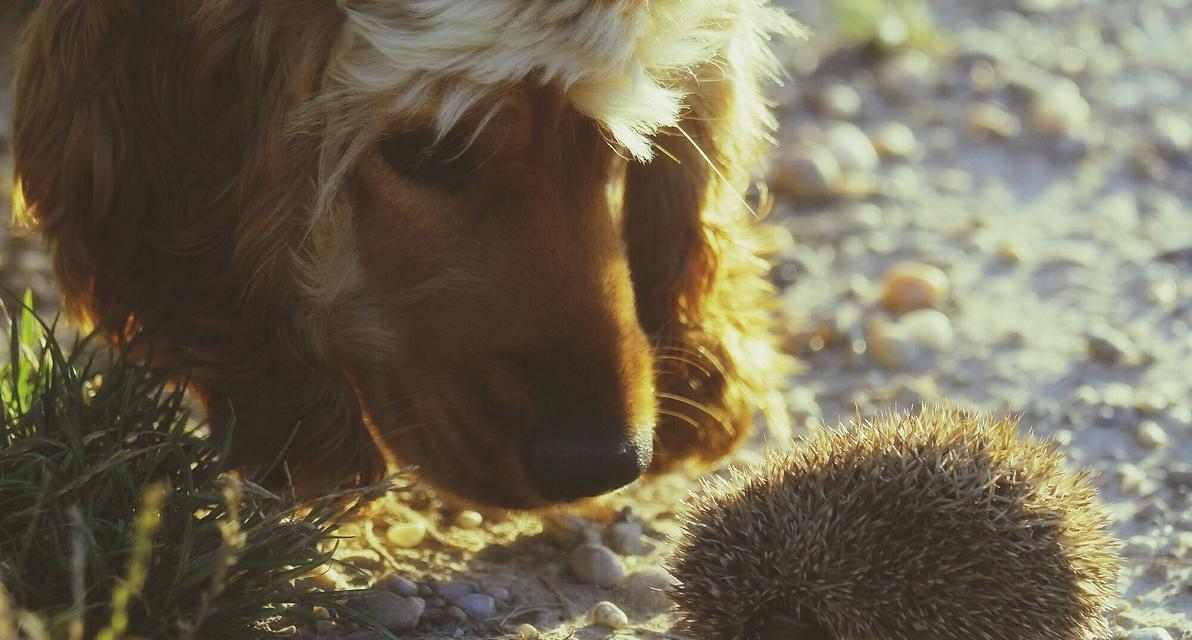 狗刺的药用价值及其相关研究进展（探究狗刺的药用潜力和应用前景）(图2)