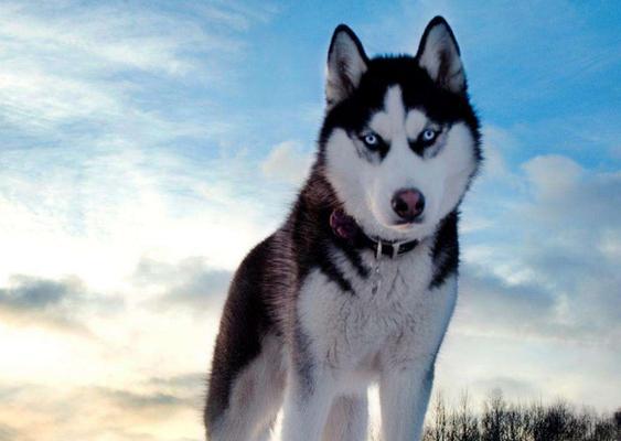 哈士奇为什么喜欢吃草?(揭秘哈士奇吃草的原因与后果)(图1) 哈士奇为什么喜欢吃草?(揭秘哈士奇吃草的原因与后果)(图1)