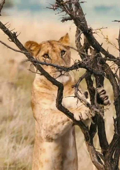 选择安静的动物,让寝室生活更加舒适(以寝室什么动物好养安静为主题的建议和推荐)(图2) 选择安静的动物,让寝室生活更加舒适(以寝室什么动物好养安静为主题的建议和推荐)(图2)