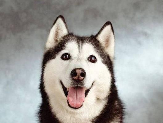 哈士奇为什么喜欢吃草?(揭秘哈士奇吃草的原因与后果)(图3) 哈士奇为什么喜欢吃草?(揭秘哈士奇吃草的原因与后果)(图3)