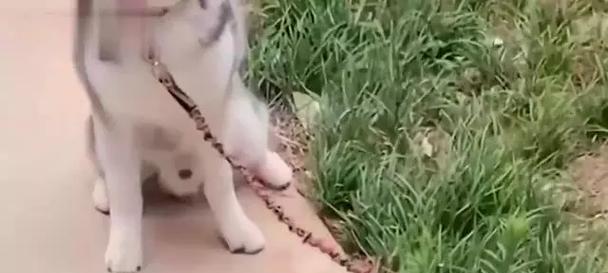 哈士奇为什么喜欢吃草?(揭秘哈士奇吃草的原因与后果)(图2) 哈士奇为什么喜欢吃草?(揭秘哈士奇吃草的原因与后果)(图2)