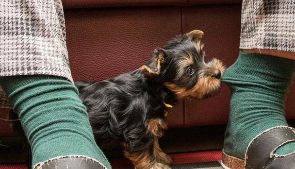 成年狗拉血的原因及处理方法（探究成年狗拉血的可能原因及有效的处理方法）(图2)