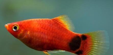 以喂养小鱼为主题的养鱼技巧剖析(小鱼养护的秘诀与方法,助您打造绚丽鱼缸)(图1) 以喂养小鱼为主题的养鱼技巧剖析(小鱼养护的秘诀与方法,助您打造绚丽鱼缸)(图1)