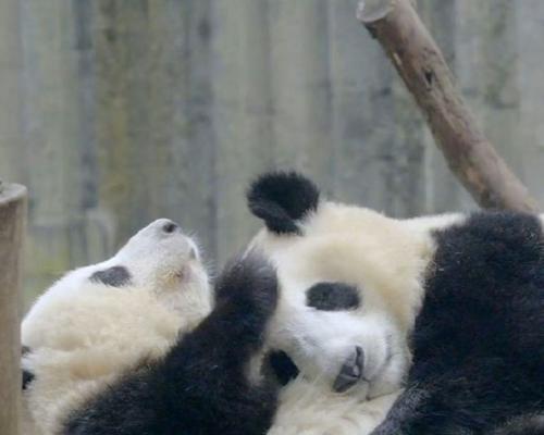 选择安静的动物,让寝室生活更加舒适(以寝室什么动物好养安静为主题的建议和推荐)(图3) 选择安静的动物,让寝室生活更加舒适(以寝室什么动物好养安静为主题的建议和推荐)(图3)