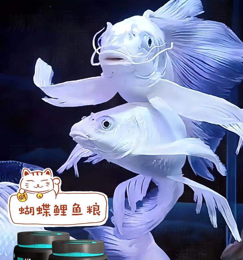 以喂养小鱼为主题的养鱼技巧剖析(小鱼养护的秘诀与方法,助您打造绚丽鱼缸)(图2) 以喂养小鱼为主题的养鱼技巧剖析(小鱼养护的秘诀与方法,助您打造绚丽鱼缸)(图2)