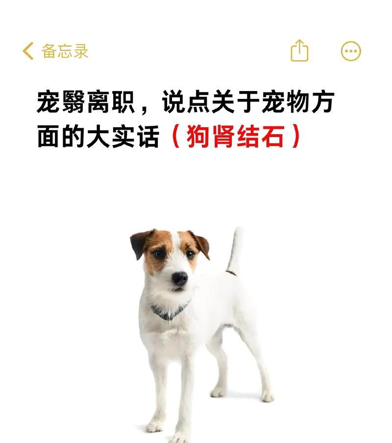 探寻狗狗肾不好的常见症状（了解如何帮助你的宠物保持健康）