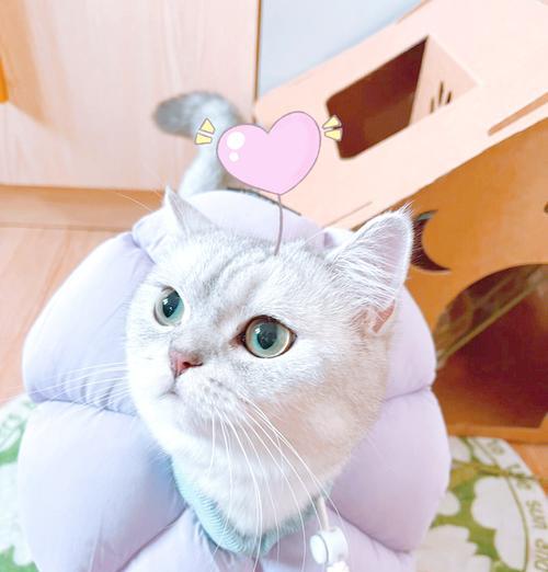 猫藓治疗的时间和方法（以猫得了猫藓多久能好？治疗猫藓的有效方法）(图2)